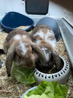 2 jonge voedsters (zusjes), Petit, Oreilles tombantes, Femelle, 0 à 2 ans