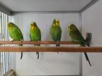 Grasparkiet split blackface split blackwing, Dieren en Toebehoren, Vogels | Parkieten en Papegaaien