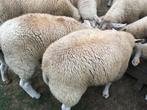Jonge franse texel bokken ( Feb 2025 ) - 240 euro / stuk, Dieren en Toebehoren, Schapen, Geiten en Varkens, Mannelijk, Schaap
