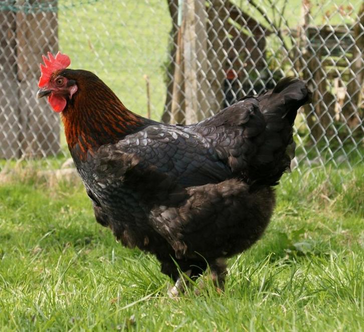 Sierkippen jonge hennen verschillende soorten beschikbaar, Dieren en Toebehoren, Pluimvee, Kip, Vrouwelijk