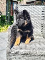 duitse herder pups lang haar, Dieren en Toebehoren, Honden | Herdershonden en Veedrijvers, België, CDV (hondenziekte), 8 tot 15 weken