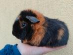 Us teddy, Dieren en Toebehoren, Knaagdieren, Mannelijk, Cavia