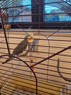 Valkparkiet, Dieren en Toebehoren