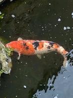 Prachtige koi te koop, Dieren en Toebehoren, Karper of Koi