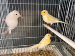 Mannelijke kanaries, Dieren en Toebehoren