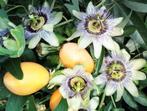 Passiflora, Tuin en Terras, Ophalen