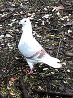 DEUX PIGEONS COMMUNS à 3191 HEVER-BOORTMEERBEEK, Animaux & Accessoires, Oiseaux | Pigeons, Mâle, Autres espèces