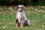 Australische Herder pup te koop (teefje - blue merle), Dieren en Toebehoren, Honden | Herdershonden en Veedrijvers, België, CDV (hondenziekte)