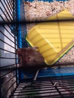 Mannelijke goudhamster, November, Mannelijk, Hamster