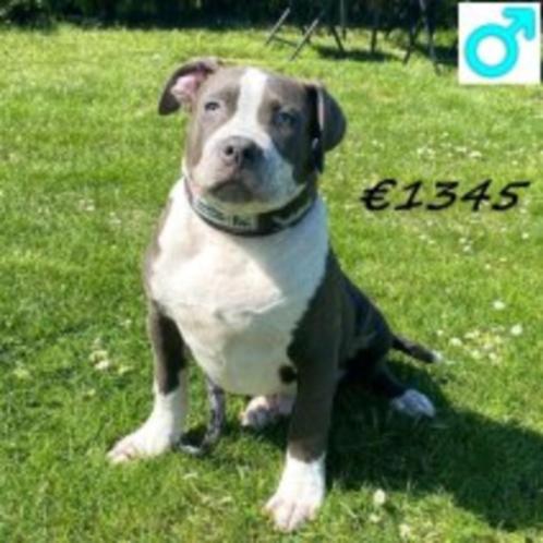 American Bully (XL) prachtige reu te koop, Dieren en Toebehoren, Honden | Bulldogs, Pinschers en Molossers, Reu, Overige rassen
