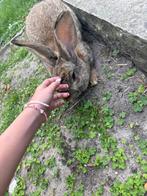 Vlaamse reus konijn, Dieren en Toebehoren, Konijnen, Mannelijk, Groot, 0 tot 2 jaar