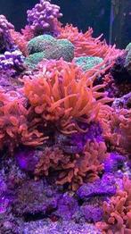 Anemone marine Entacmea rouge, Animaux & Accessoires, Plante(s), Pierre ou Bois