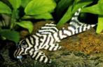 HYPANCISTRUS L236 SW 2,5 - 3,5 cm, Dieren en Toebehoren, Vis, Zoetwatervis