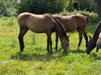 Prachtige spinggefokte jaarling valk hengst moet weg, Dieren en Toebehoren, Paarden, Springpaard, Gechipt, 0 tot 2 jaar, Hengst