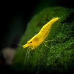Yellow Fire - Gele garnaal / garnalen - zoetwater, Kreeft, Krab of Garnaal, Zoetwatervis, Schoolvis