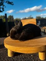 kleurdwergjes (voedstertje nog beschikbaar), Dieren en Toebehoren, Meerdere dieren, Dwerg, 0 tot 2 jaar
