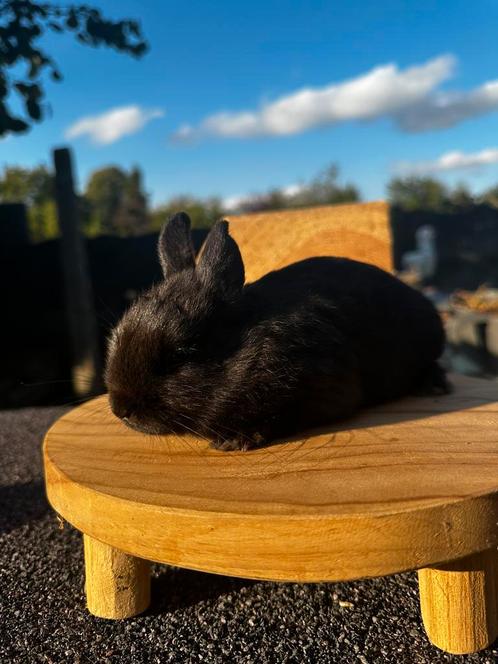 kleurdwergjes (voedstertje nog beschikbaar), Dieren en Toebehoren, Konijnen, Dwerg, Meerdere dieren, 0 tot 2 jaar