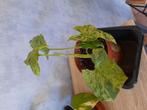Syngonium mojito, Huis en Inrichting, Kamerplanten, Ophalen, Overige soorten, Halfschaduw, In pot