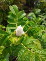 10 Roses blanches odorantes Rosa Rugosa, Jardin & Terrasse, Plantes | Jardin, Enlèvement, Mi-ombre, Été, Plante fixe