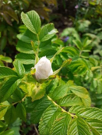 10 Roses blanches odorantes Rosa Rugosa