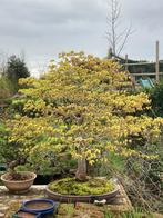 Bonsaï Acer palmatum, Jardin & Terrasse, Enlèvement
