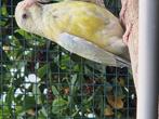 Roodrug 10 euro, Dieren en Toebehoren, Vogels | Parkieten en Papegaaien, Vrouwelijk, Parkiet, Geringd