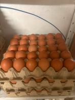 Eieren te koop, Dieren en Toebehoren, Ophalen, Nieuw