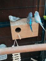 Allemaal verschillende kleuren grasparkieten.