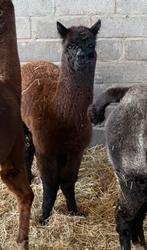 Alpaca merrie, Dieren en Toebehoren, Juli, Vrouwelijk