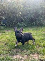 French Bulldog (ouders aanwezig), Dieren en Toebehoren, Honden | Bulldogs, Pinschers en Molossers, België, Particulier, CDV (hondenziekte)