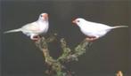 witte spitsstaart amadines, Dieren en Toebehoren, Vogels | Overige Vogels