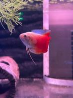 Colisa Lalia Red, Dieren en Toebehoren, Vissen | Aquariumvissen, Vis, Zoetwatervis