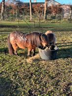 Mooi mini merrietje inruilen mogelijk, Dieren en Toebehoren, Pony's, Met stamboom