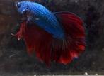 Betta mannen, Dieren en Toebehoren, Vissen | Aquariumvissen, Vis, Zoetwatervis
