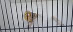 Kanaries, Dieren en Toebehoren, Vogels | Kanaries, Meerdere dieren, Kleurkanarie