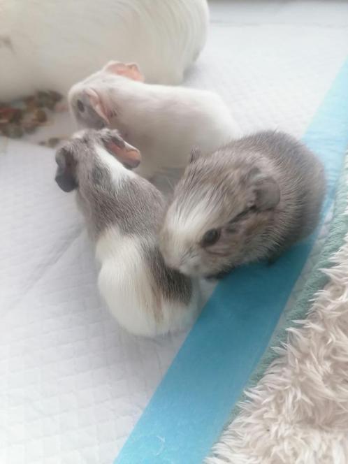 3 baby Cavia's te koop, Dieren en Toebehoren, Knaagdieren, Meerdere dieren, Cavia