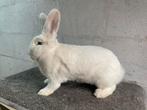 Witte wener voedster, Vrouwelijk, Middelgroot, 0 tot 2 jaar
