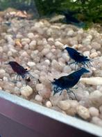 Blue dream garnalen, Dieren en Toebehoren