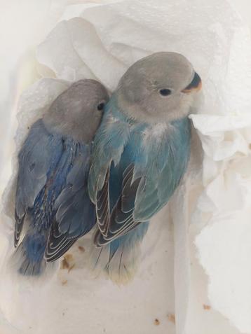 Agapornis roseicollie babys handtam  beschikbaar voor biedingen