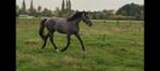 Merrie 2.5 jaar: Daddy Cool Ter Linden x ChinChin, Dieren en Toebehoren, Paarden, Merrie, Springpaard, Gechipt, 0 tot 2 jaar