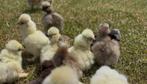 Usa zijdehoen kuikens, Dieren en Toebehoren, Pluimvee, Geslacht onbekend, Kip