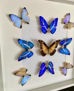 Kaléidoscope de 9 papillons exotiques Morpho cadre 50x50 cm, Collections, Insecte, Animal empaillé, Enlèvement ou Envoi, Neuf