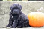 Prachtige Bouvier pups, Dieren en Toebehoren, Honden | Herdershonden en Veedrijvers, Bouvier, België, CDV (hondenziekte), 8 tot 15 weken