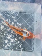 Koi +-40cm, Dieren en Toebehoren, Vissen | Vijvervissen