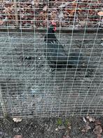 Jonge hennen en hanen, Dieren en Toebehoren, Pluimvee, Meerdere dieren, Kip