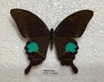 Papilio paris, Vietnam, Ophalen of Verzenden
