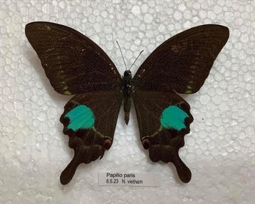 Papilio paris, Vietnam beschikbaar voor biedingen