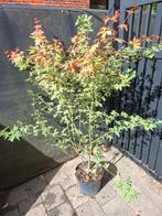 Acer palmatum, Tuin en Terras, Ophalen