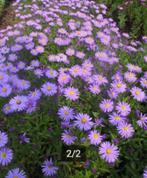 Aster 'Anton Kippenberg', Tuin en Terras, Planten | Tuinplanten, Ophalen, Vaste plant