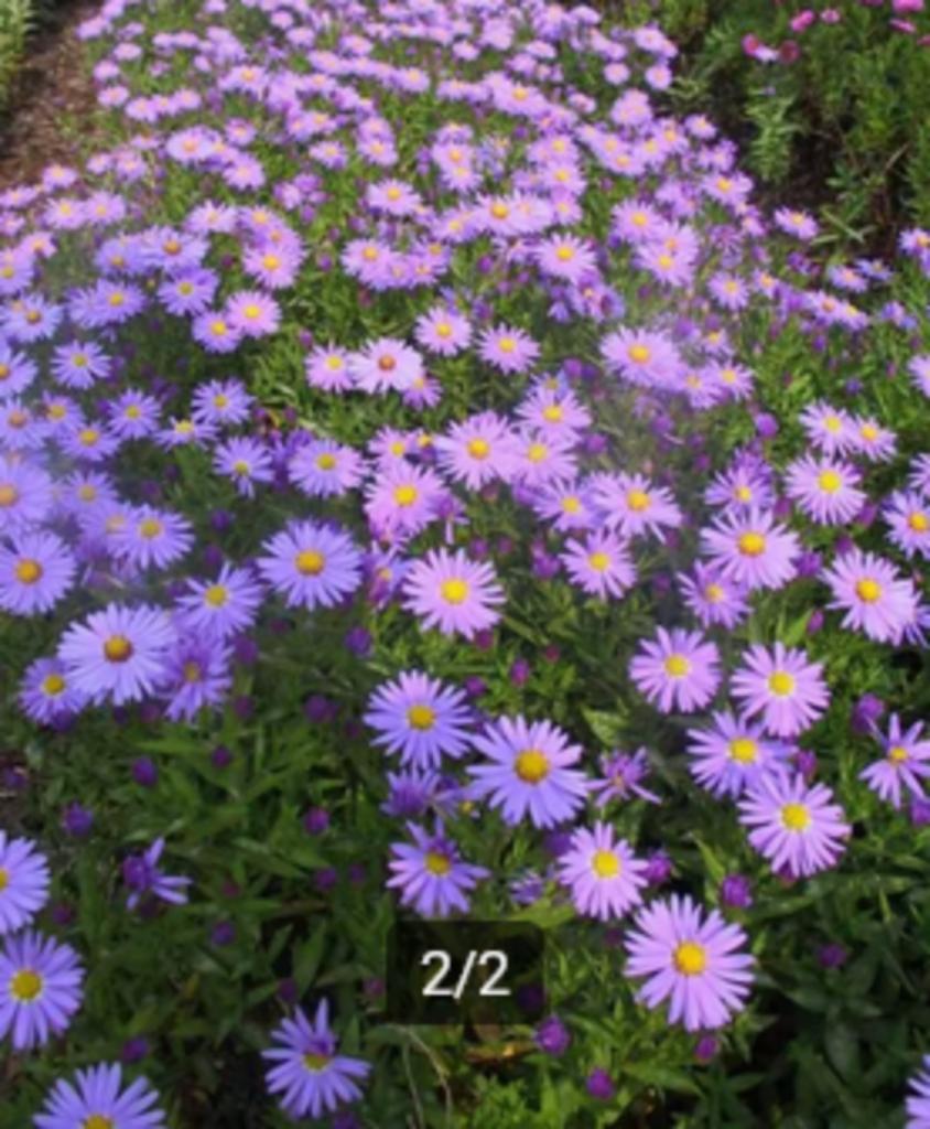 Aster 'Anton Kippenberg', Jardin & Terrasse, Plantes | Jardin, Plante fixe, Enlèvement
